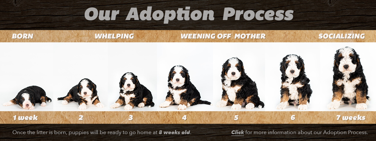 See our Adoption Process