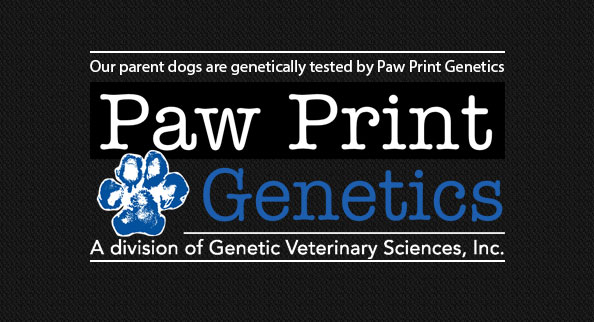 Paw Print Genetics