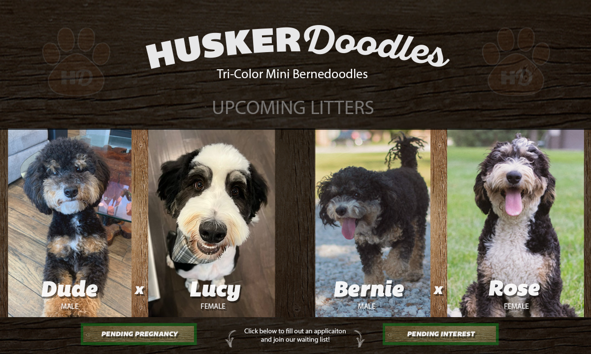 See our Upcoming Litters!