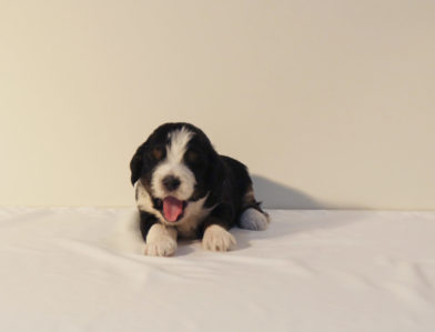 bernedoodle puppy