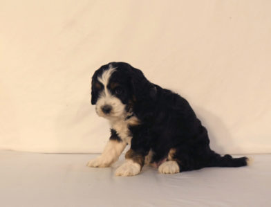 bernedoodle puppy