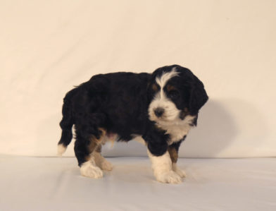 bernedoodle puppy