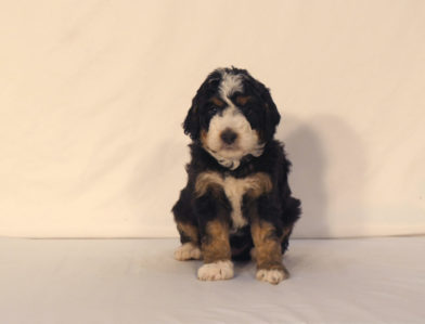 bernedoodle puppy