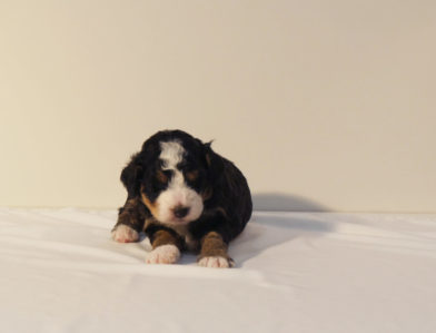 bernedoodle puppy