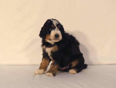 bernedoodle puppy