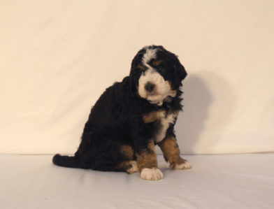 bernedoodle puppy