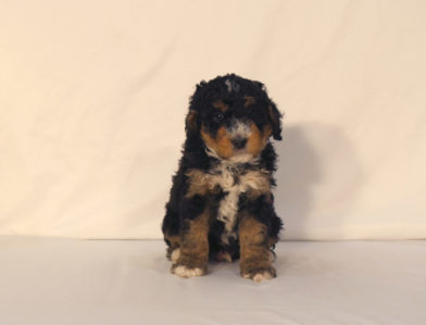 bernedoodle puppy