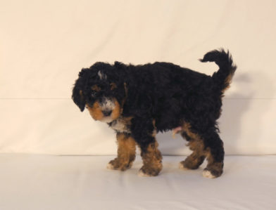 bernedoodle puppy