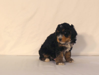 bernedoodle puppy