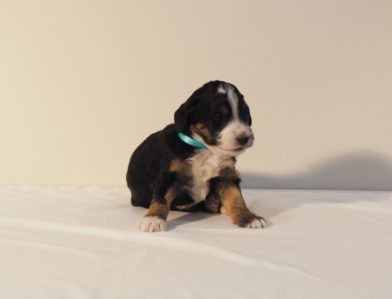 bernedoodle puppy