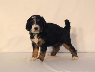 bernedoodle puppy