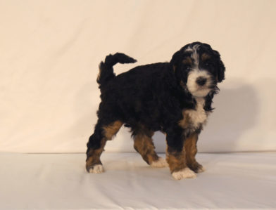 bernedoodle puppy