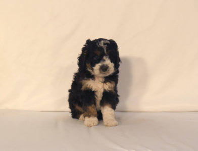 bernedoodle puppy