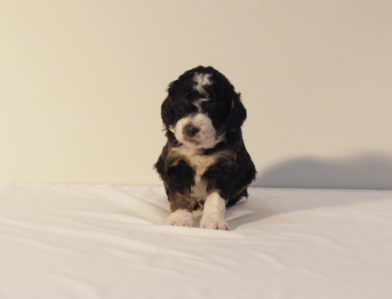 bernedoodle puppy