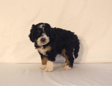 bernedoodle puppy