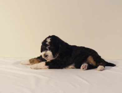 bernedoodle puppy