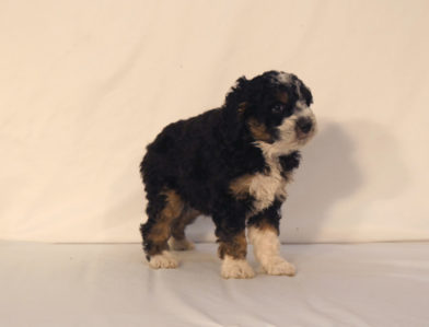 bernedoodle puppy