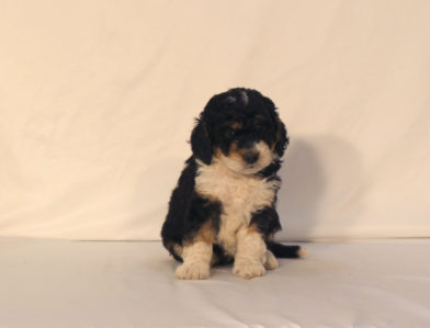 bernedoodle puppy