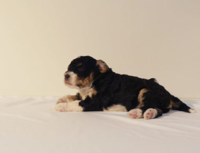 bernedoodle puppy