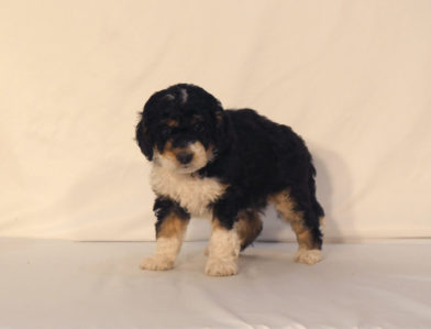 bernedoodle puppy