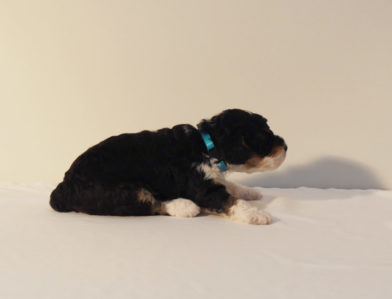 bernedoodle puppy