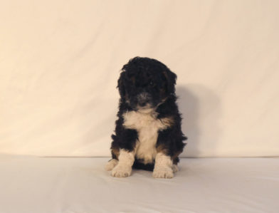 bernedoodle puppy