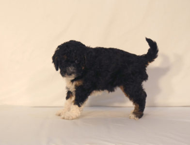 bernedoodle puppy