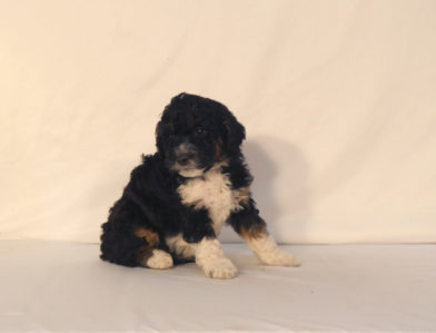 bernedoodle puppy