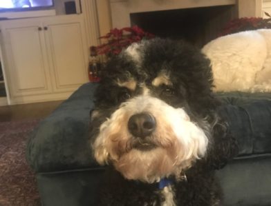 Bernedoodle