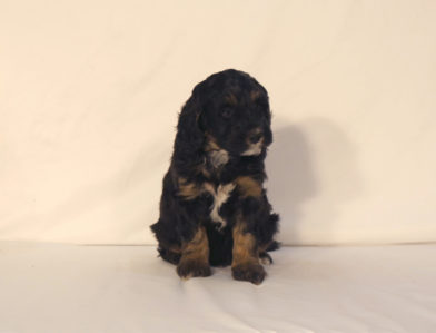 bernedoodle puppy