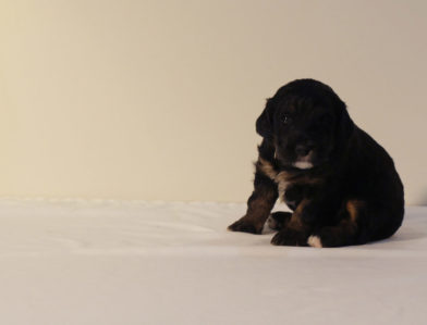 bernedoodle puppy