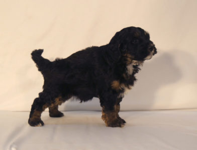 bernedoodle puppy