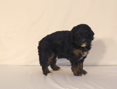 bernedoodle puppy