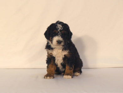 bernedoodle puppy