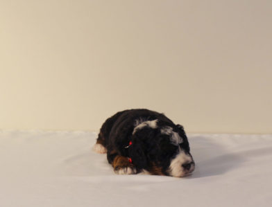 bernedoodle puppy