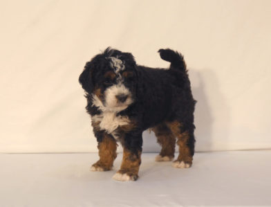 bernedoodle puppy