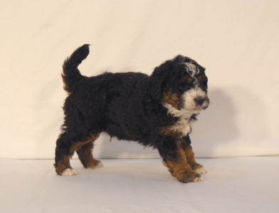 bernedoodle puppy