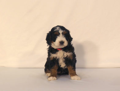 bernedoodle puppy