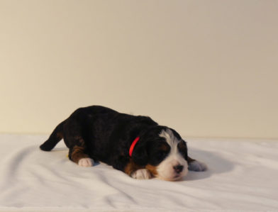 bernedoodle puppy