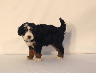 bernedoodle puppy