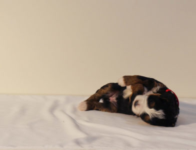 bernedoodle puppy