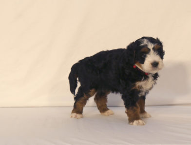 bernedoodle puppy