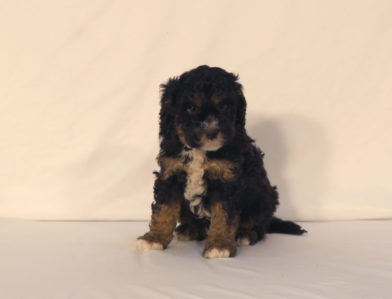 bernedoodle puppy