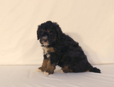 bernedoodle puppy