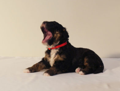 bernedoodle puppy