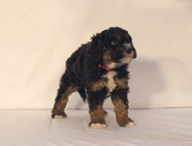 bernedoodle puppy