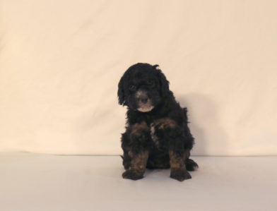 bernedoodle puppy