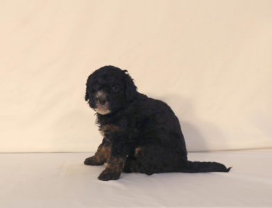 bernedoodle puppy