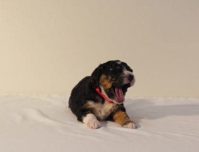 bernedoodle puppy