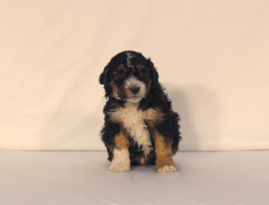 bernedoodle puppy